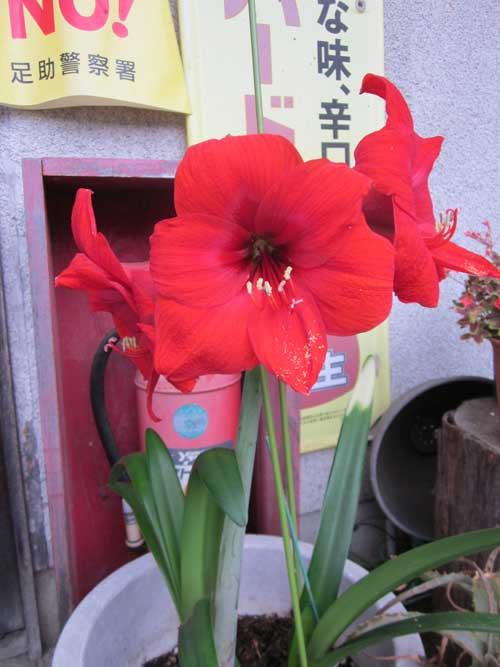 中乃屋花暦_c0194003_106196.jpg