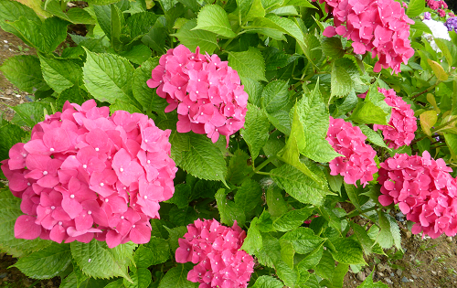 a0139908_1115193.png