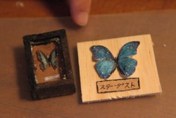 ミニチュア標本の作り方 世話要らずの庭