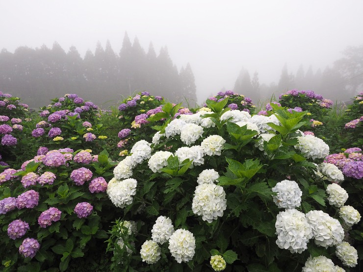 雨と紫陽花_c0235114_9535436.jpg