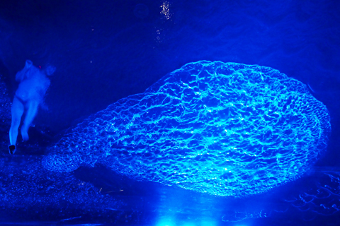 FUERZA BRUTA-フエルサブータ！！！_d0063314_23563177.jpg