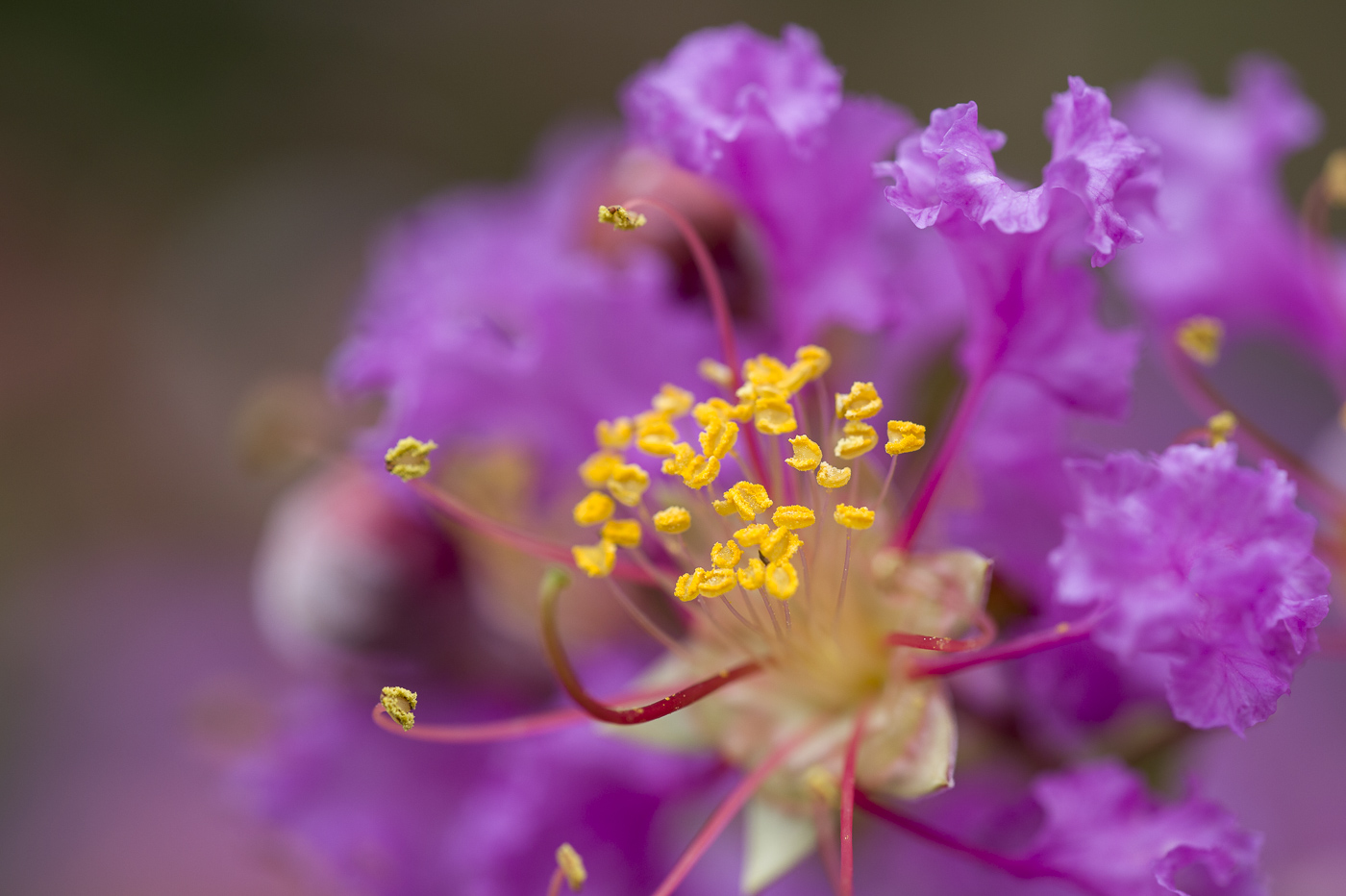 そろそろ夏の花が・・・_e0308416_19583190.jpg