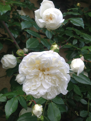 つるバラの花後剪定と宿根草の植栽_e0194723_0395267.jpg