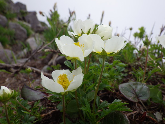 月山の花だより6/21前篇・花真っ盛りに突入しました_f0118332_14163635.jpg