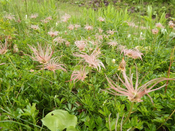 月山の花だより6/21前篇・花真っ盛りに突入しました_f0118332_1441596.jpg