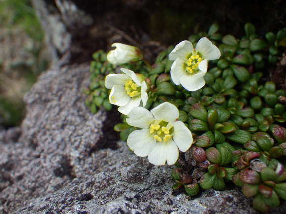 月山の花だより6/21前篇・花真っ盛りに突入しました_f0118332_1442528.jpg