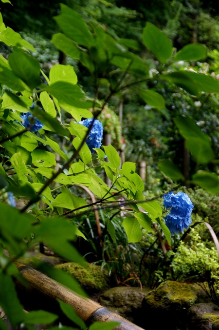 鎌倉・花景色_a0318033_17103140.jpg