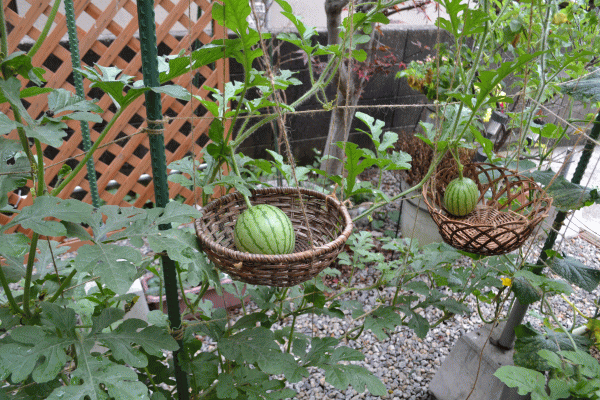 b0165233_17121891.gif