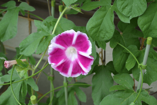 b0165233_1714632.gif
