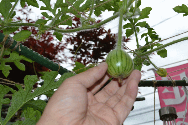 b0165233_178265.gif