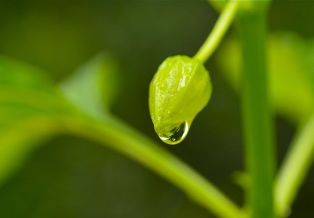 雨の朝_e0099737_22452140.jpg