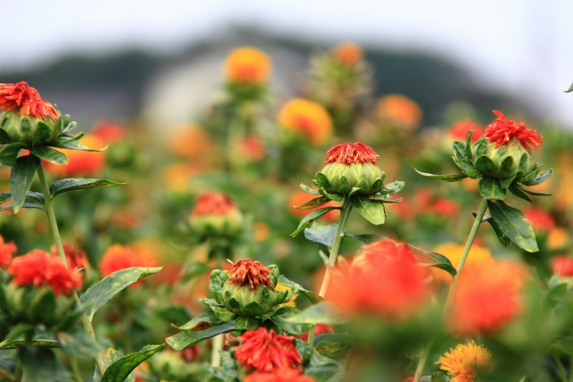 紅花畑の花嫁_c0229539_9442023.jpg