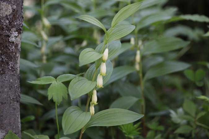 花のシーズンだけど雑草もシーズン　６月２２日_f0113639_2151130.jpg