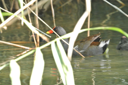 大相模調整池のバン Common Moorhen_f0206939_1737272.jpg