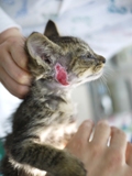 そと猫のお友だち レイニーくん編。_a0143140_2158473.jpg