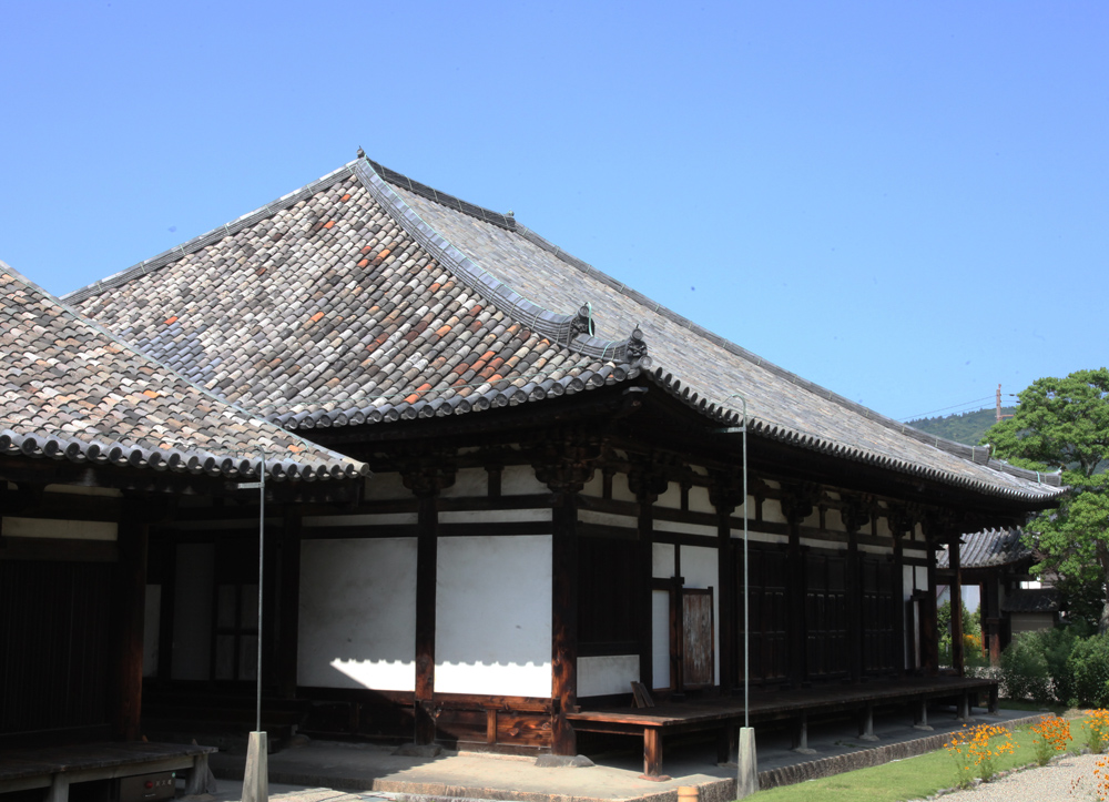 奈良市　元興寺　ハルシャギク_c0108146_2128785.jpg