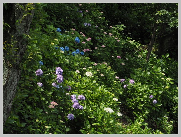 長谷寺・紫陽花-4　　　051)_c0068050_23403914.jpg