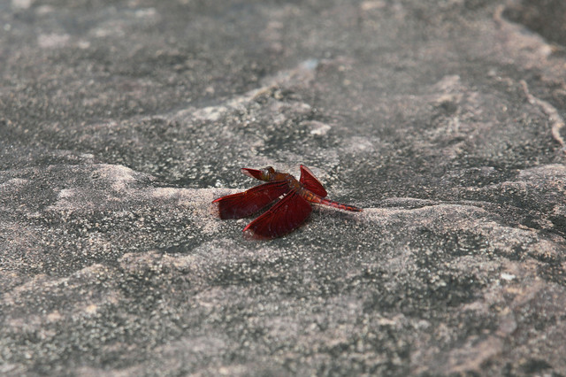 西表島カンピレーの滝の蝶と蜻蛉（沖縄県西表島、20140504）_f0345350_17043995.jpg