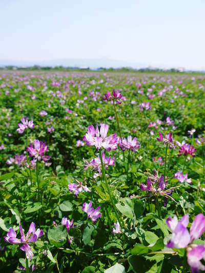 砂田米 田植え取材 その1(れんげ苗床と元気な苗)_a0254656_1739379.jpg