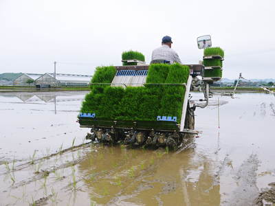 砂田米 田植え取材 その1(れんげ苗床と元気な苗)_a0254656_17564823.jpg