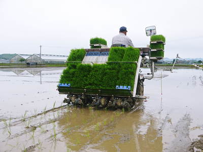 砂田米　田植え取材　その１（れんげ苗床と元気な苗）_a0254656_17564823.jpg