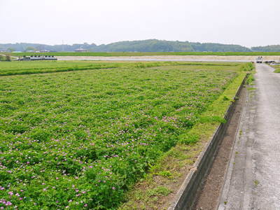 砂田米　田植え取材　その１（れんげ苗床と元気な苗）_a0254656_18262016.jpg