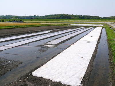 砂田米 田植え取材 その1(れんげ苗床と元気な苗)_a0254656_1851218.jpg