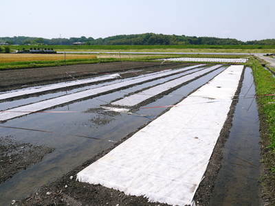 砂田米　田植え取材　その１（れんげ苗床と元気な苗）_a0254656_1851218.jpg