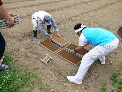 砂田米　田植え取材　その１（れんげ苗床と元気な苗）_a0254656_18575096.jpg