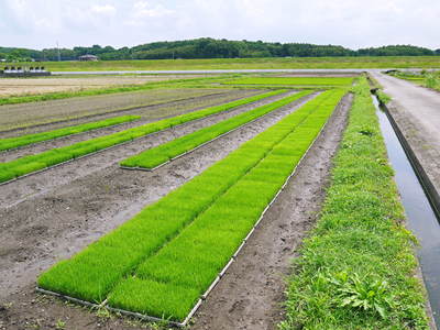 砂田米　田植え取材　その１（れんげ苗床と元気な苗）_a0254656_1911986.jpg