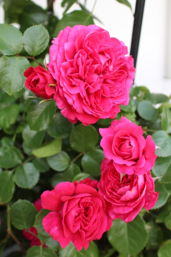 レッド レオナルド ダ ヴィンチ La Rose 薔薇の庭
