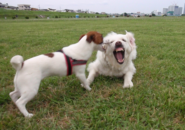 猛犬にご注意？_c0110361_15462323.jpg