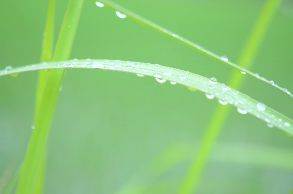 雨に歩けば・・・_f0297861_21422435.jpg