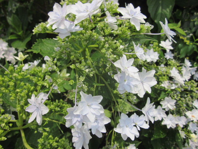 アジサイ 雨に唄えば ダンスパーティー 墨田の花火 赤城焼 陶器のねこと苔玉あそび ハナイカダ探検隊 アジサイ 雨に唄えば ダンスパーティー 墨田の花火 赤城焼 陶器のねこと苔玉あそび ハナイカダ探検隊