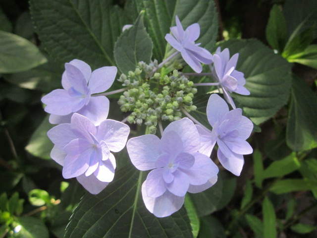 アジサイ。雨に唄えば、ダンスパーティー、墨田の花火_a0120264_132346100.jpg