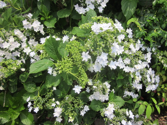 アジサイ。雨に唄えば、ダンスパーティー、墨田の花火_a0120264_1323655.jpg