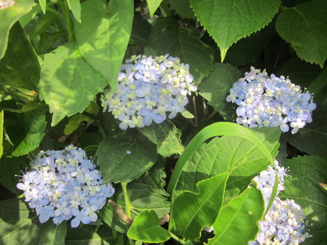 アジサイ 雨に唄えば ダンスパーティー 墨田の花火 赤城焼 陶器のねこと苔玉あそび ハナイカダ探検隊 アジサイ 雨に唄えば ダンスパーティー 墨田の花火 赤城焼 陶器のねこと苔玉あそび ハナイカダ探検隊