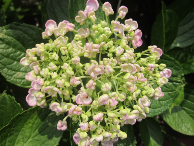 アジサイ 雨に唄えば ダンスパーティー 墨田の花火 赤城焼 陶器のねこと苔玉あそび ハナイカダ探検隊