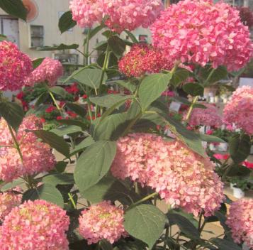 アジサイ 雨に唄えば ダンスパーティー 墨田の花火 赤城焼 陶器のねこと苔玉あそび ハナイカダ探検隊 アジサイ 雨に唄えば ダンスパーティー 墨田の花火 赤城焼 陶器のねこと苔玉あそび ハナイカダ探検隊