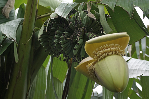 芭蕉の実 H26 06 22 雨 寅さんの散歩道