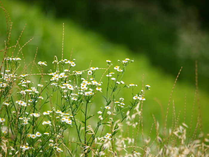 栗の花_a0260570_125428.jpg