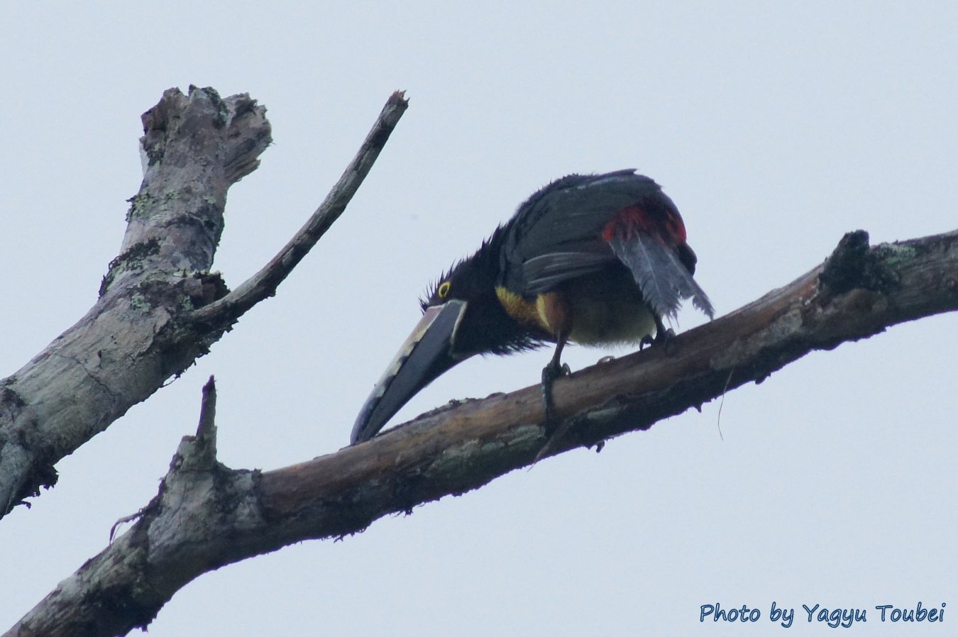 Collared Aracari （カラードアラカリ） のお気に入り場所_b0132475_8542497.jpg