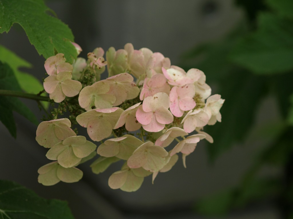 淡桃色の柏葉紫陽花 カシワバアジサイ がたくさん咲いていました 自然風の自然風だより 淡桃色の柏葉紫陽花 カシワバアジサイ がたくさん咲いていました 自然風の自然風だより
