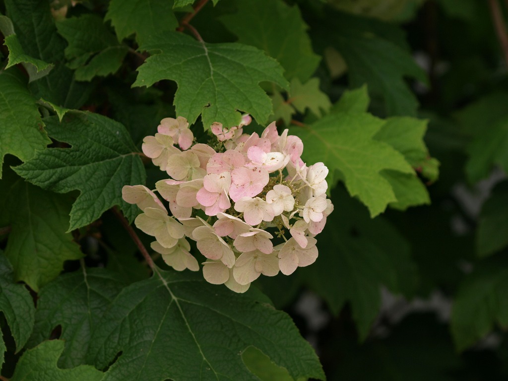 淡桃色の柏葉紫陽花 カシワバアジサイ がたくさん咲いていました 自然風の自然風だより 淡桃色の柏葉紫陽花 カシワバアジサイ がたくさん咲いていました 自然風の自然風だより