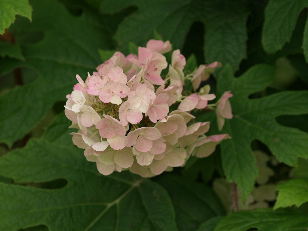 淡桃色の柏葉紫陽花 カシワバアジサイ がたくさん咲いていました 自然風の自然風だより 淡桃色の柏葉紫陽花 カシワバアジサイ がたくさん咲いていました 自然風の自然風だより