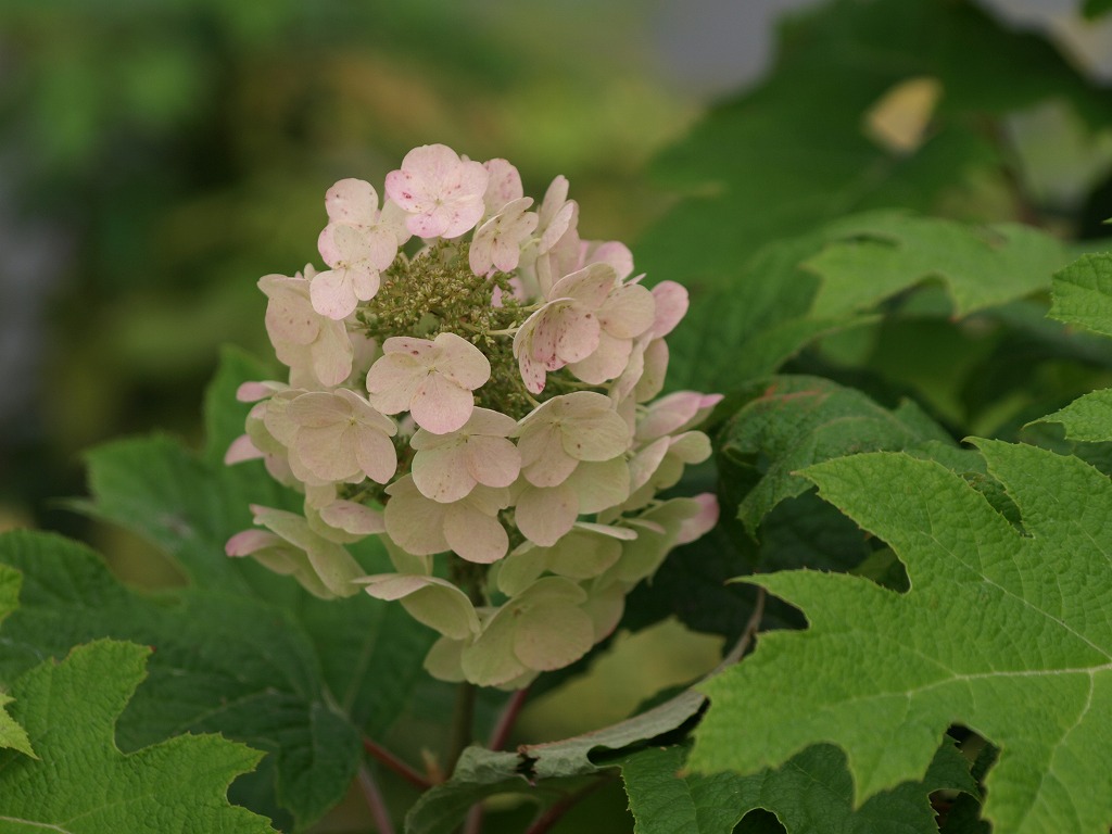 淡桃色の柏葉紫陽花 カシワバアジサイ がたくさん咲いていました 自然風の自然風だより 淡桃色の柏葉紫陽花 カシワバアジサイ がたくさん咲いていました 自然風の自然風だより