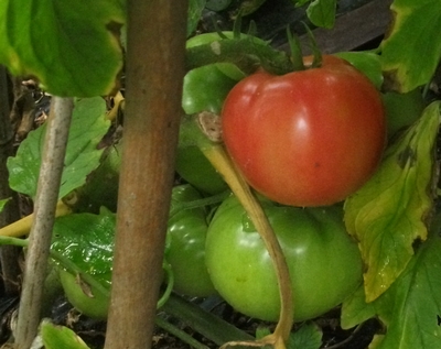大玉トマト３本仕立て ミニトマト４本仕立て ブルーベリーの育て方 栽培 ブルーベリー ノート Blueberrynote