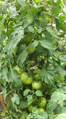 大玉トマト３本仕立て ミニトマト４本仕立て ブルーベリーの育て方 栽培 ブルーベリー ノート Blueberrynote