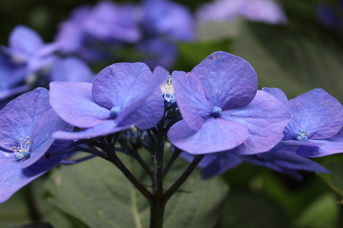 妙楽寺の紫陽花を見に～_a0180279_1945410.jpg