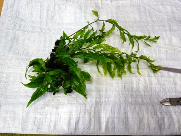 大磯砂水草水槽日記 その2「水草植栽」 : ニートのアクアリウム